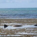 Elefante-marinho segue sendo monitorado e descansa em piscina natural em Ipioca