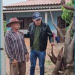 Macaxeira gigante de 3 metros e mais de 80 kg surpreende agricultor em Girau do Ponciano