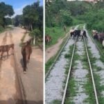 CBTU Maceió lança campanha para evitar acidentes na ferrovia