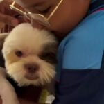 Cachorro forçado a inalar fumaça de droga é resgatado e adotado em Marechal Deodoro