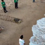 Tartaruga-cabeçuda resgatada em Alagoas é devolvida ao mar após reabilitação