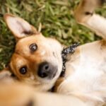 Prefeitura de Maceió realiza Feira de Adoção Animal, neste sábado(31)