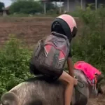 Influenciador mirim viraliza ao “voltar da escola” montado em porco com mochila e capacete