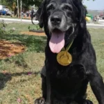 Morre Zeca, cão herói do CBMDF que atuou nas buscas de Brumadinho (MG)
