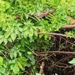 Cobra de grande porte assusta moradores no Barro Duro, em Maceió