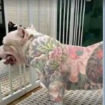 Nova lei proíbe tatuagens e piercings estéticos em cães e gatos; pena pode chegar a um ano de prisão