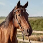 Cavalo é resgatado com vida após cair em poço de 8 metros em Arapiraca