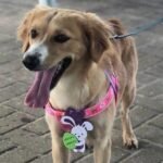 Instituto Pata Voluntária anuncia encerramento e 300 animais correm risco em Maceió