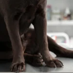 Polícia Civil apura denúncias de maus-tratos a cães em Viçosa