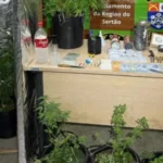 Homem é preso com drogas e estufa artesanal de maconha em Delmiro Gouveia
