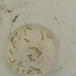 Com queda de 81%, Alagoas segue em alerta contra dengue