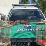 Ação em Piaçabuçu resulta na apreensão de espingardas e aves nativas