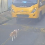 Cão é atropelado por ônibus escolar em Marechal Deodoro e recebe atendimento veterinário