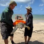 Tartaruga-verde ferida é resgatada na Praia do Patacho, em Porto de Pedras
