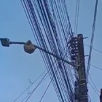 Bicho-preguiça fica em poste de energia em Maceió e preocupa moradores