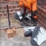 Jacaré é resgatado pelos Bombeiros após ser encontrado em laje de casa em Arapiraca