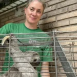 Bicho-preguiça resgatado em micro-ônibus será devolvido à natureza após avaliação do IMA