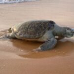 Tartaruga-verde adulta é encontrada morta na praia de Jacarecica, em Maceió