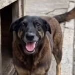 Adolescentes investigados por causar morte de cão Orelha voltam ao Brasil após viagem aos EUA