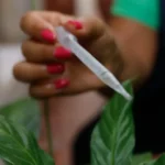 Ministério da Saúde inicia vacinação contra a dengue para profissionais do SUS; Alagoas recebe 11,5 mil doses