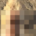 Mulher é presa em Cajueiro suspeita de jogar água quente em cachorro