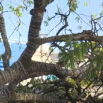 Queda de árvore assusta frequentadores da Praça do Centenário, no Farol