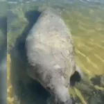 Peixe-boi “Tinga”, de 22 anos, é avistado nadando na Barra de São Miguel