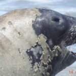 Banhistas devem manter distância de elefante-marinho que chegou à praia de Maceió