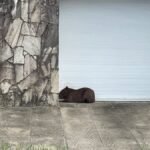 Capivara ferida mobiliza resgate no bairro do Pinheiro, em Maceió