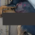 Pitbull solto mata pinscher durante ataque na frente de criança em Arapiraca