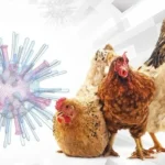 Instituto alerta para risco de influenza aviária em aves no litoral de Alagoas