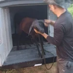 Criminosos furtam nove ovelhas e são flagrados por câmeras no Sertão de AL