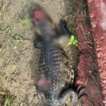 Jacaré é encontrado morto às margens de riacho em Arapiraca