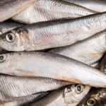 Anvisa manda recolher lote de sardinha congelada por risco de contaminação