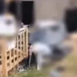 Casal suspeito de homicídio na Pajuçara é preso em área de mata próxima ao local do crime