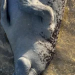 Peixe-boi é encontrado morto e encalhado em Maragogi