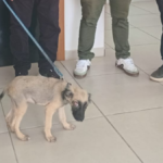 Homem é preso por maus-tratos a cachorro em Teotônio Vilela