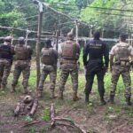 Operação da PF e Bope destrói mais de 2.800 pés de maconha em Alagoas e Pernambuco