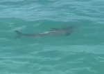 Vídeo de tubarão próximo à praia em Maragogi viraliza e especialista explica espécie