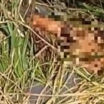 Corpo de homem é encontrado às margens da BR-416, em Colônia Leopoldina