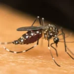 Alagoas registra aumento de casos de dengue e chikungunya e acende alerta na saúde