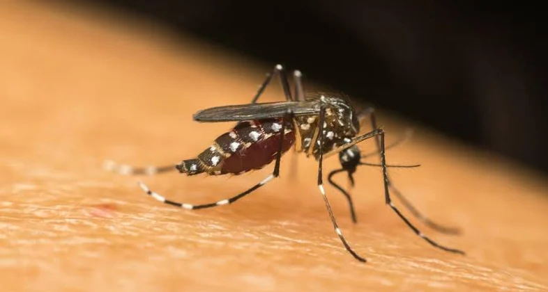Alagoas registra aumento de casos de dengue e chikungunya e acende alerta na saúde