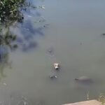 Jacaré e cágados aparecem em canal degradado próximo ao Fórum de Penedo
