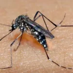 Recém-nascida morre em São Miguel dos Campos e caso pode estar ligado à chikungunya na gestação