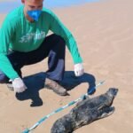 Lobo-marinho encontrado em Jequiá da Praia é achado morto no litoral de Alagoas