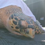 Tartaruga-de-pente é resgatada com ferimentos após possível captura em rede de pesca em Ipioca