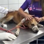 Cachorro é baleado no olho e precisa passar por cirurgia em União dos Palmares