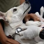 HC Pet completa primeiro mês de atendimentos especializados com mais de sete mil procedimentos