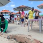 Golfinho é encontrado morto com marcas de mordidas de tubarão na Praia do Francês