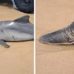 Golfinho é encontrado morto com ferimentos na Praia do Francês, em Marechal Deodoro